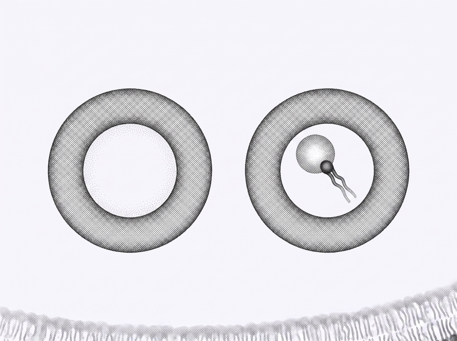 Two cyclodextrin rings in close-up: one with an empty central cavity, one holding a single phospholipid molecule seated inside it, above a suggestion of membrane.